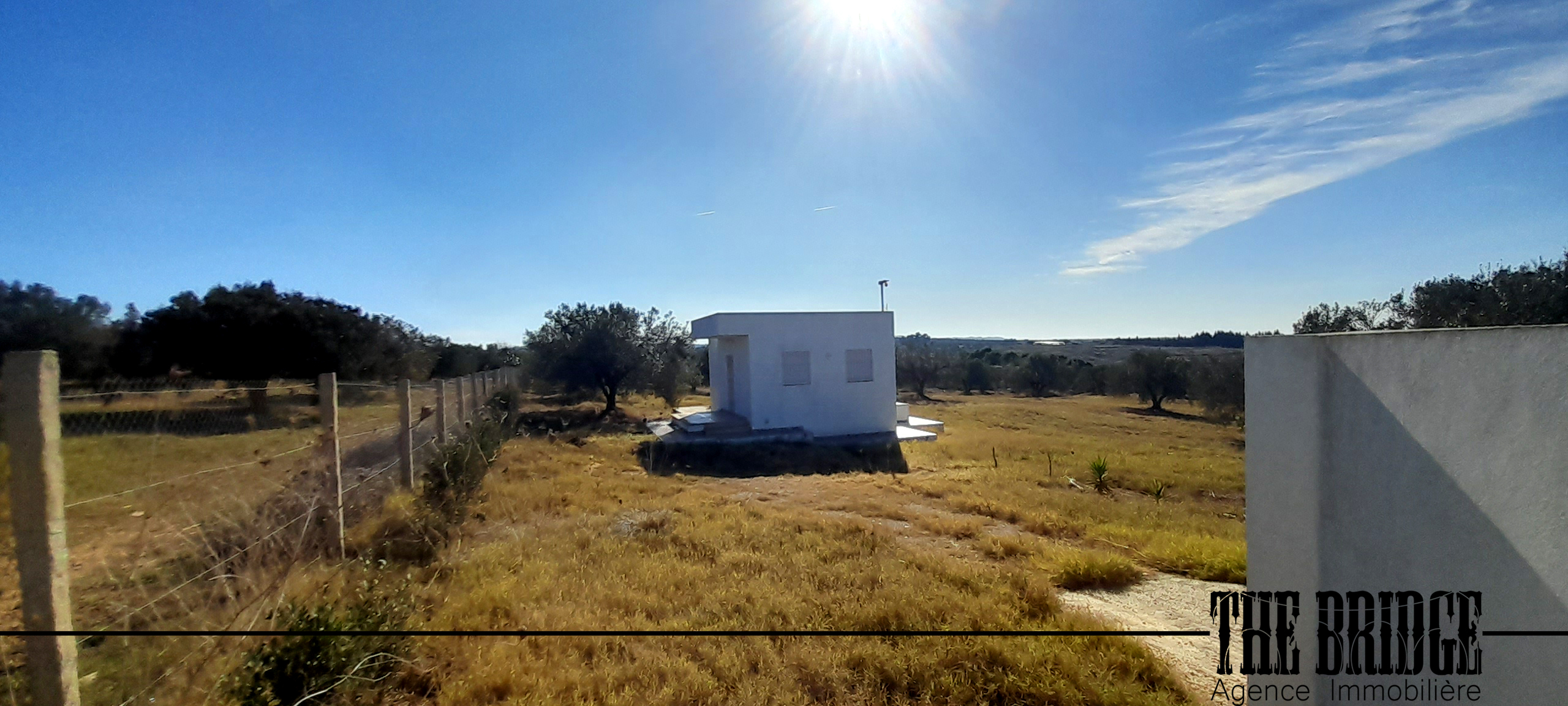 Bou Argoub Bou Ali Terrain Terrain agricole Un hectare doliviers avec studio