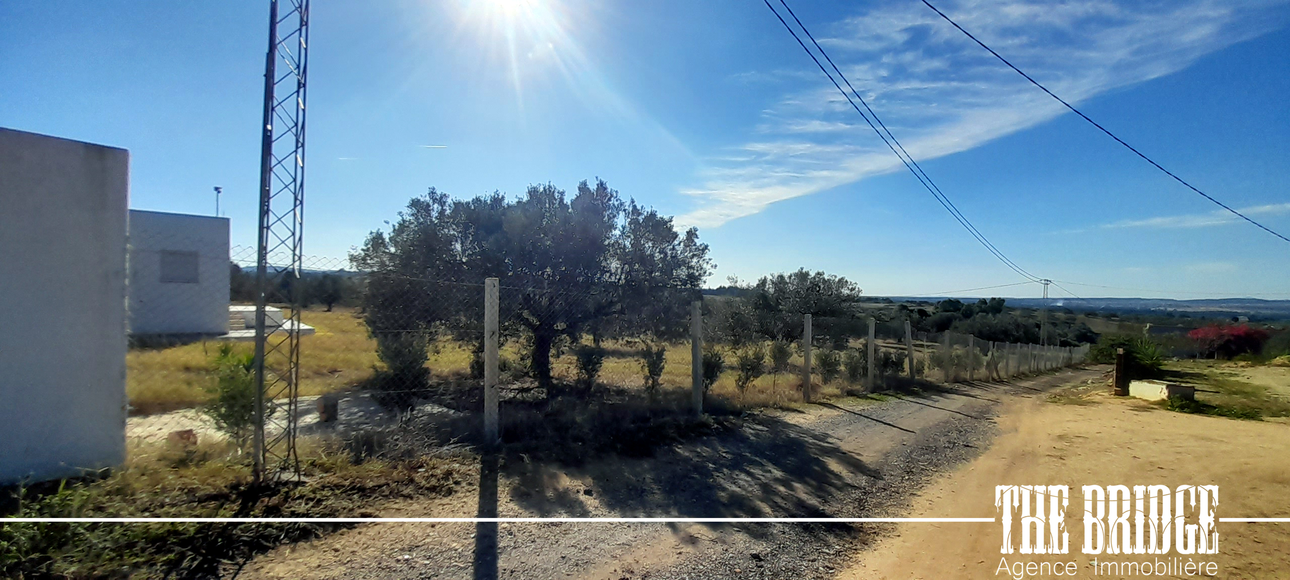 Bou Argoub Bou Ali Terrain Terrain agricole Un hectare doliviers avec studio