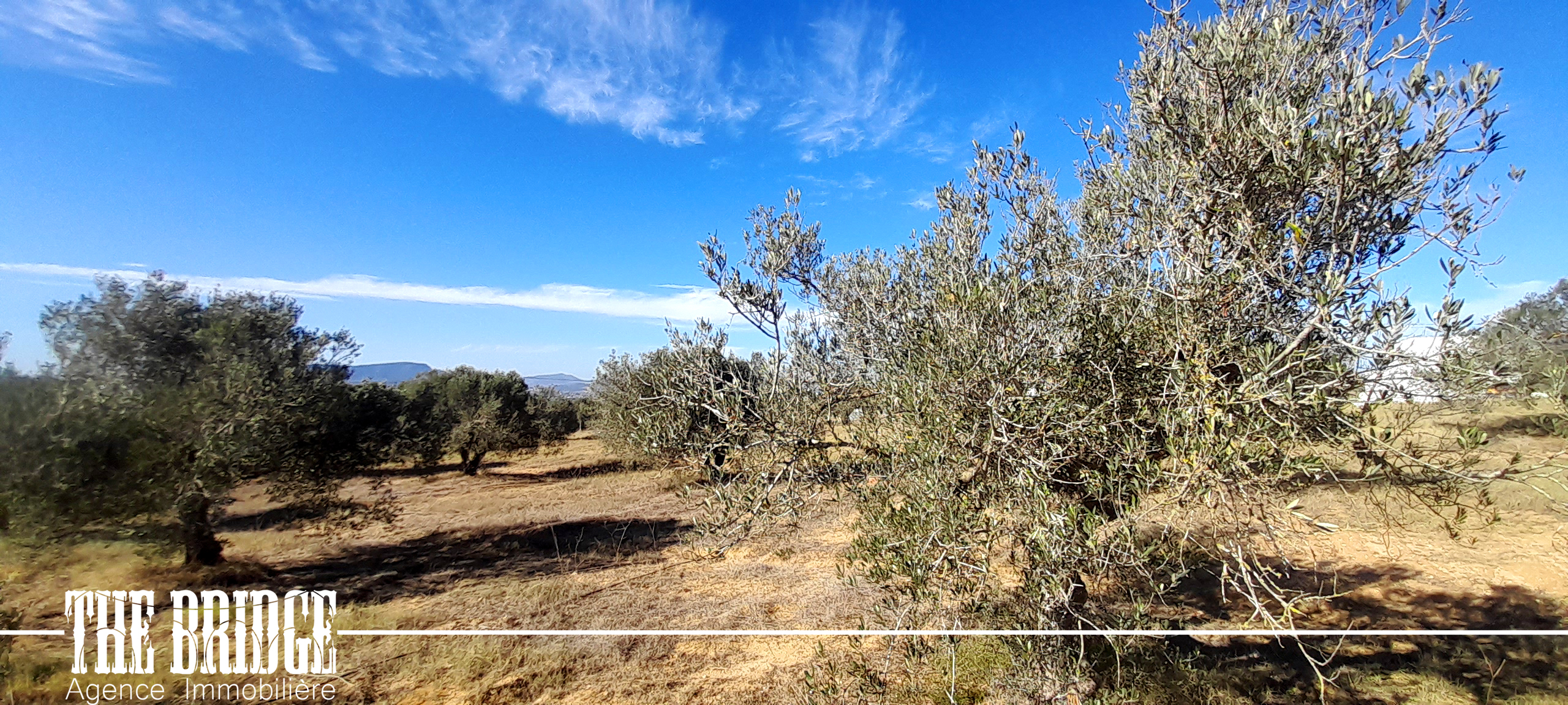 Bou Argoub Bou Ali Terrain Terrain agricole Un hectare doliviers avec studio