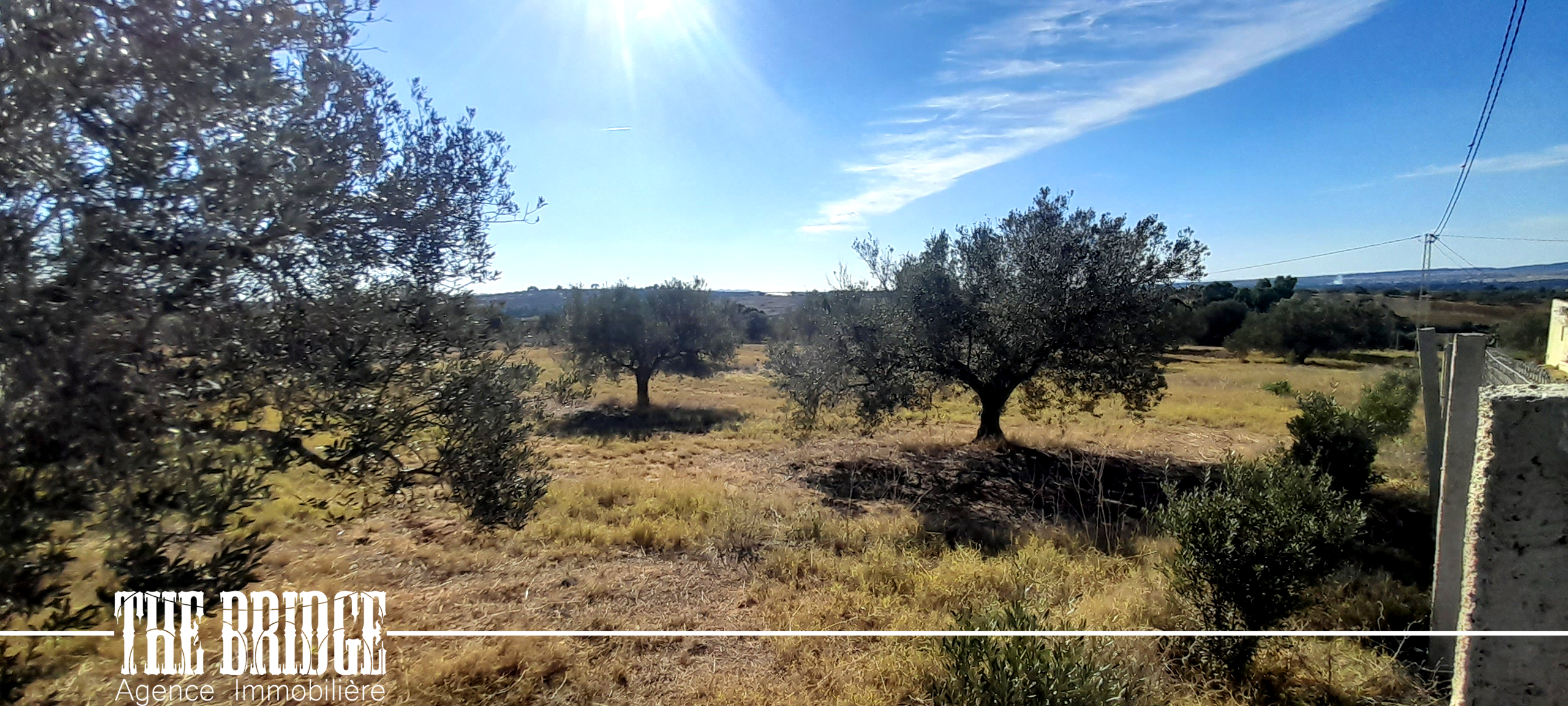 Bou Argoub Bou Ali Terrain Terrain agricole Un hectare doliviers avec studio