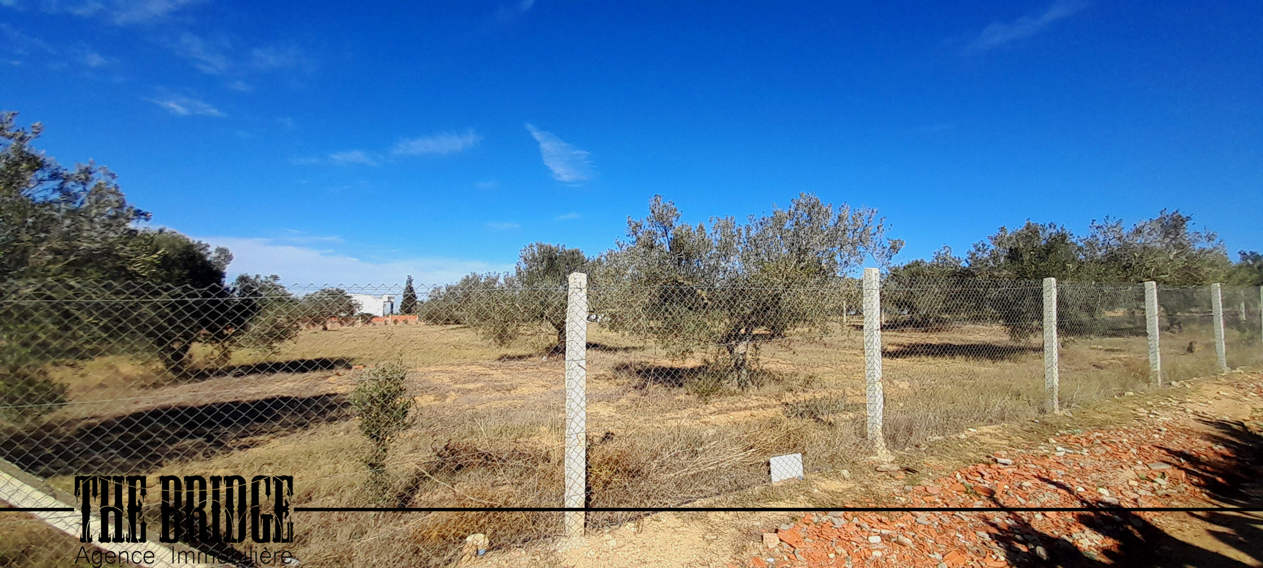 Bou Argoub Bou Ali Terrain Terrain agricole Un hectare doliviers avec studio
