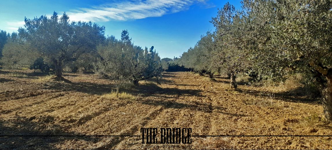 Bou Argoub Bou Ali Terrain Terrain agricole Terrain agricole 6 395 m  bou argoub