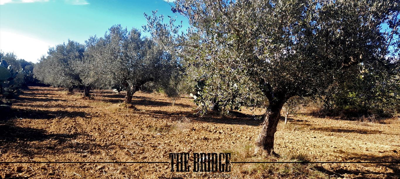 Bou Argoub Bou Ali Terrain Terrain agricole Terrain agricole 6 395 m  bou argoub