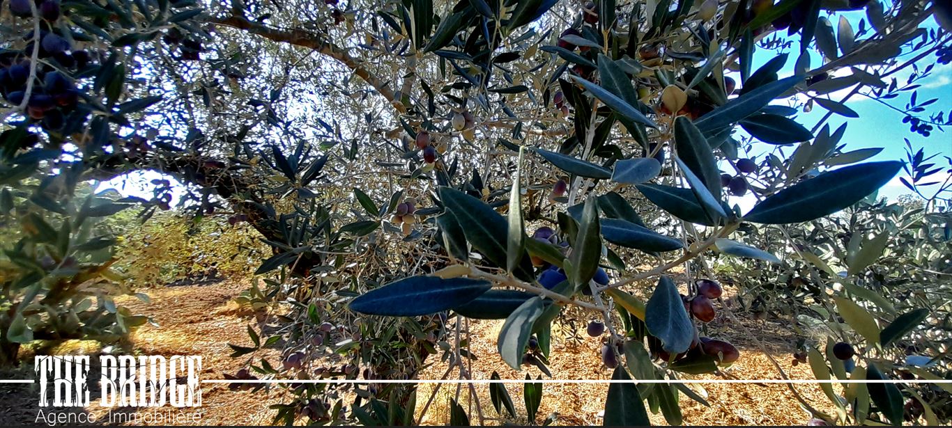 Bou Argoub Bou Ali Terrain Terrain agricole Terrain agricole 6 395 m  bou argoub