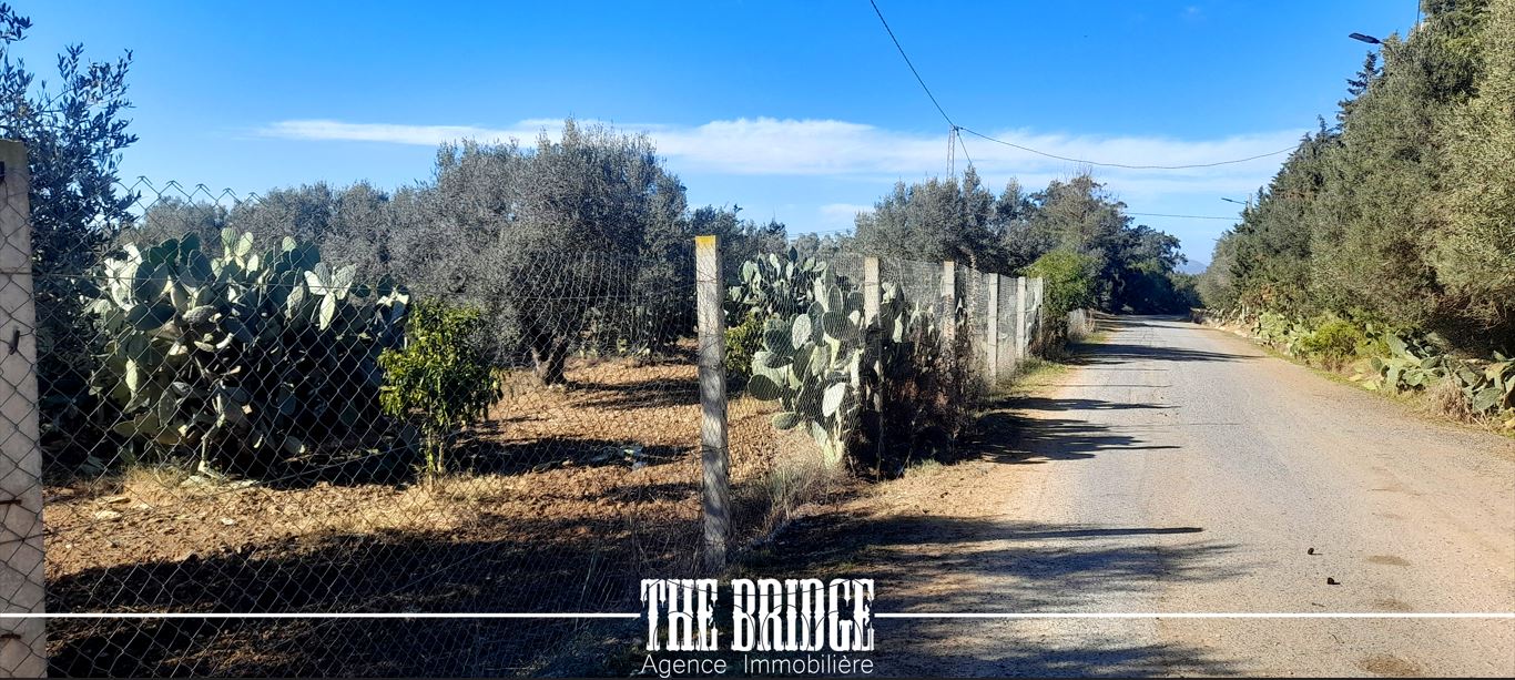 Bou Argoub Bou Ali Terrain Terrain agricole Terrain agricole 6 395 m  bou argoub