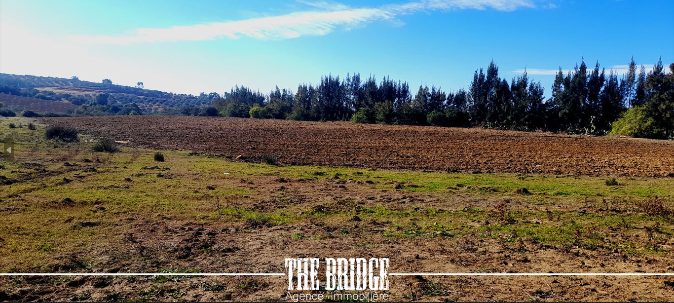 Bou Argoub Bou Ali Terrain Terrain agricole Terrain nu de 13 977 mc  bou argoub