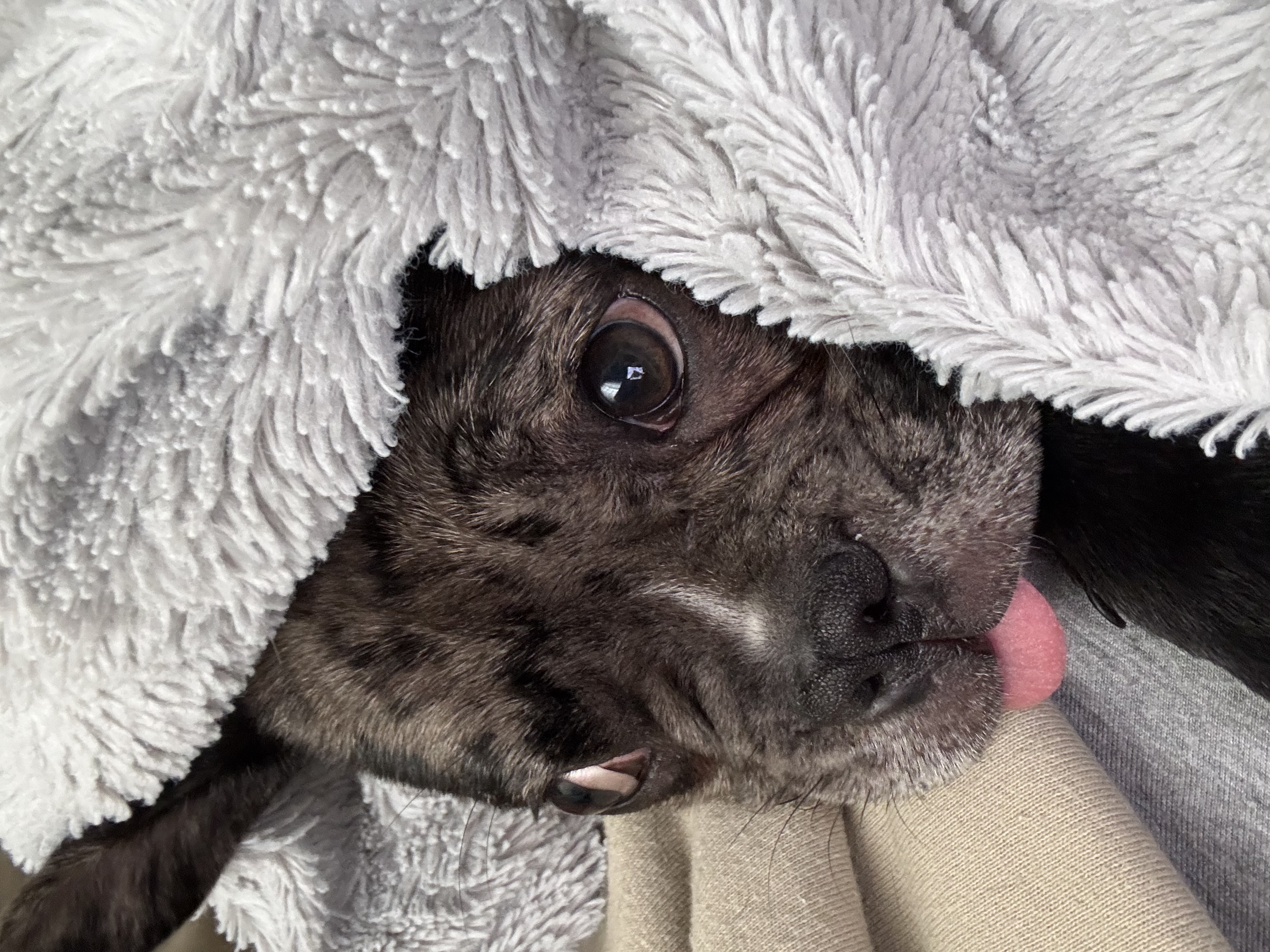 Hammam Chatt Hammam Chatt Chiens Autre Bouledogue francais