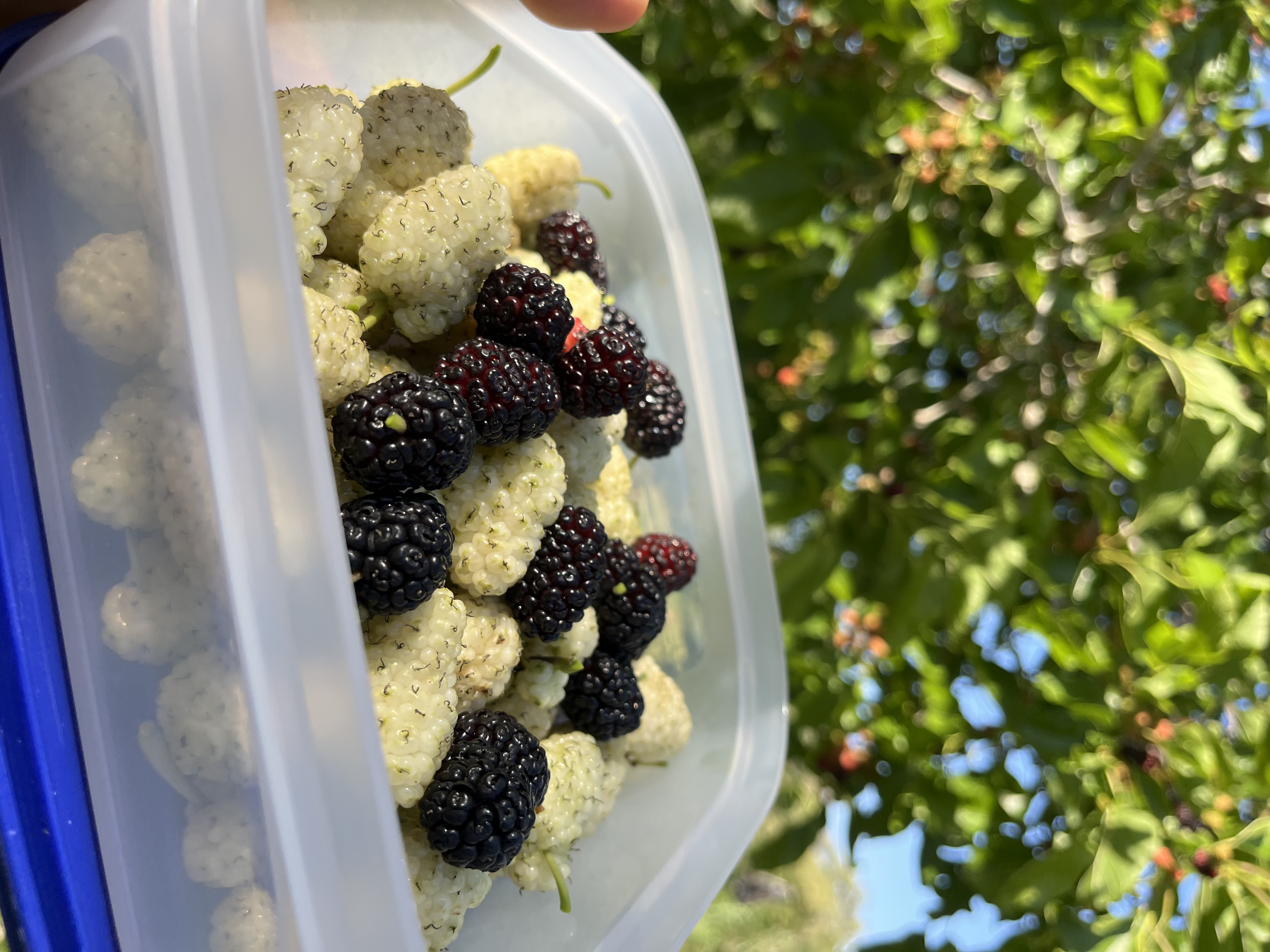 Ras Jebel Ras Jebel Terrain Terrain agricole Terrain ras jebal