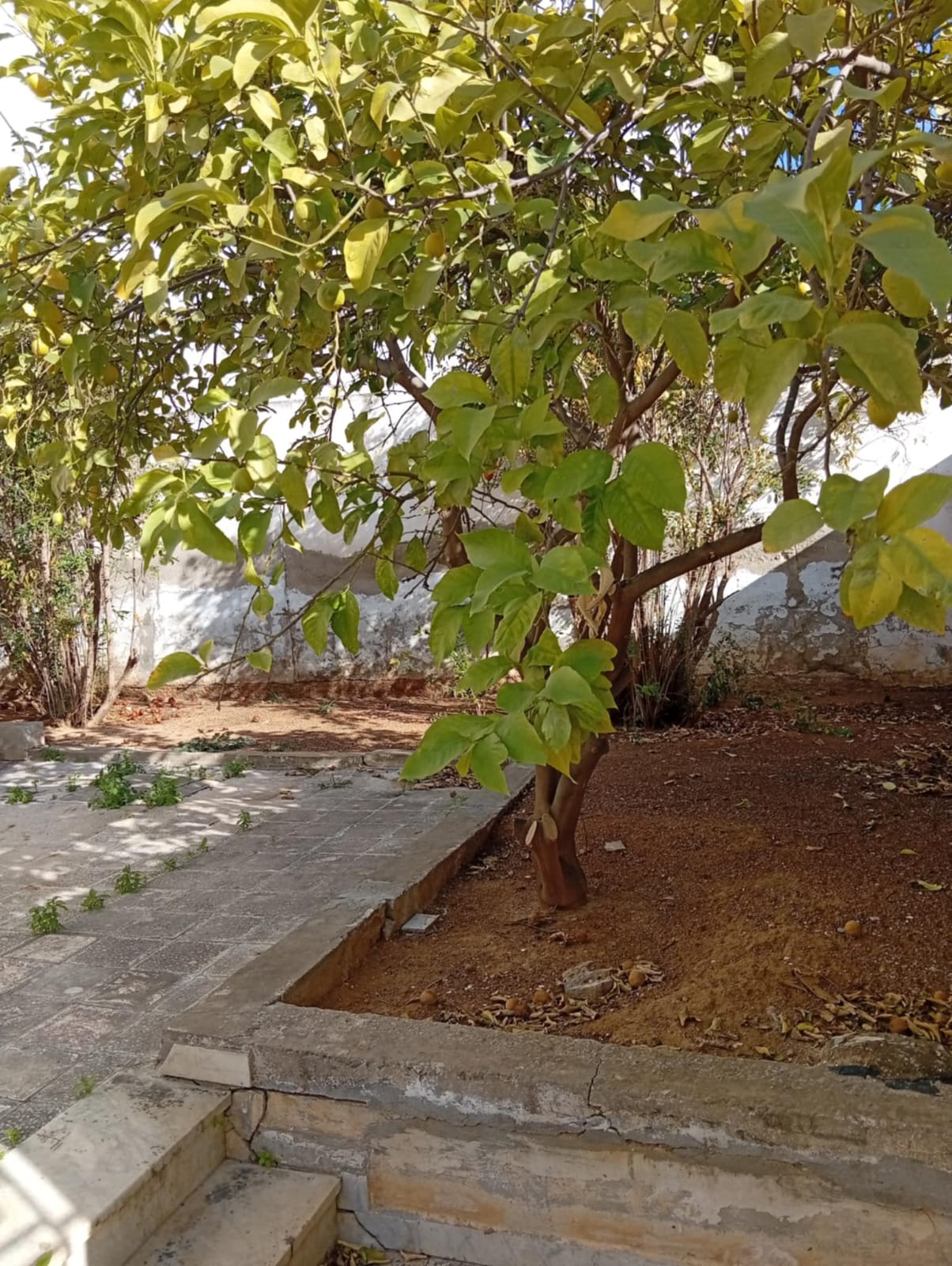 Ariana Ville El Menzah 8 Vente Maisons Une villa  retaper ou  dmolir  menzah8