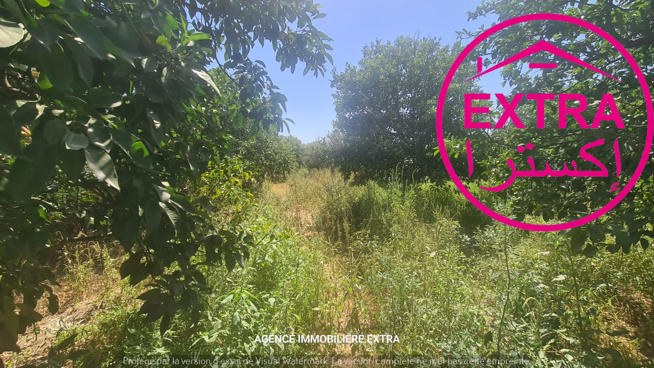 Nabeul Nabeul Terrain Terrain agricole Campagne  nabeul