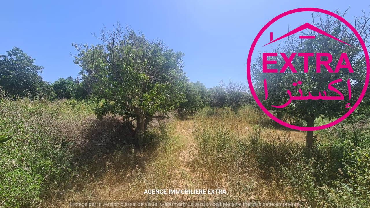 Nabeul Nabeul Terrain Terrain agricole Campagne  nabeul