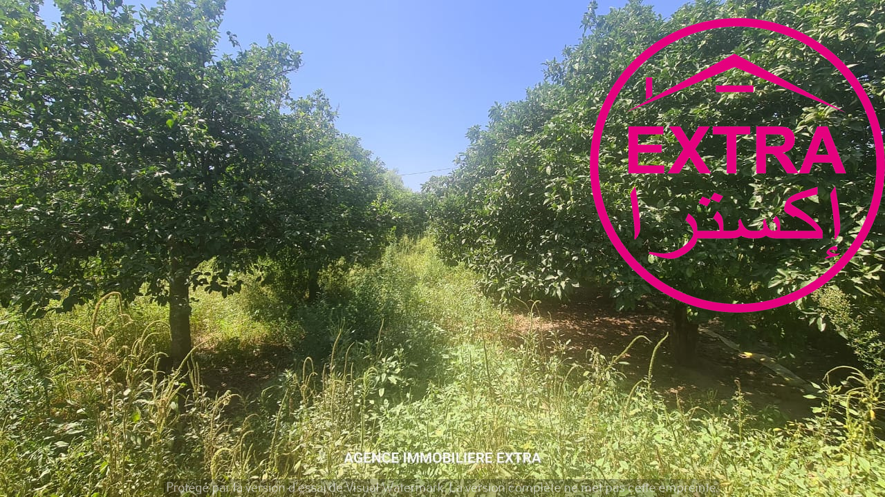 Nabeul Nabeul Terrain Terrain agricole Campagne  nabeul