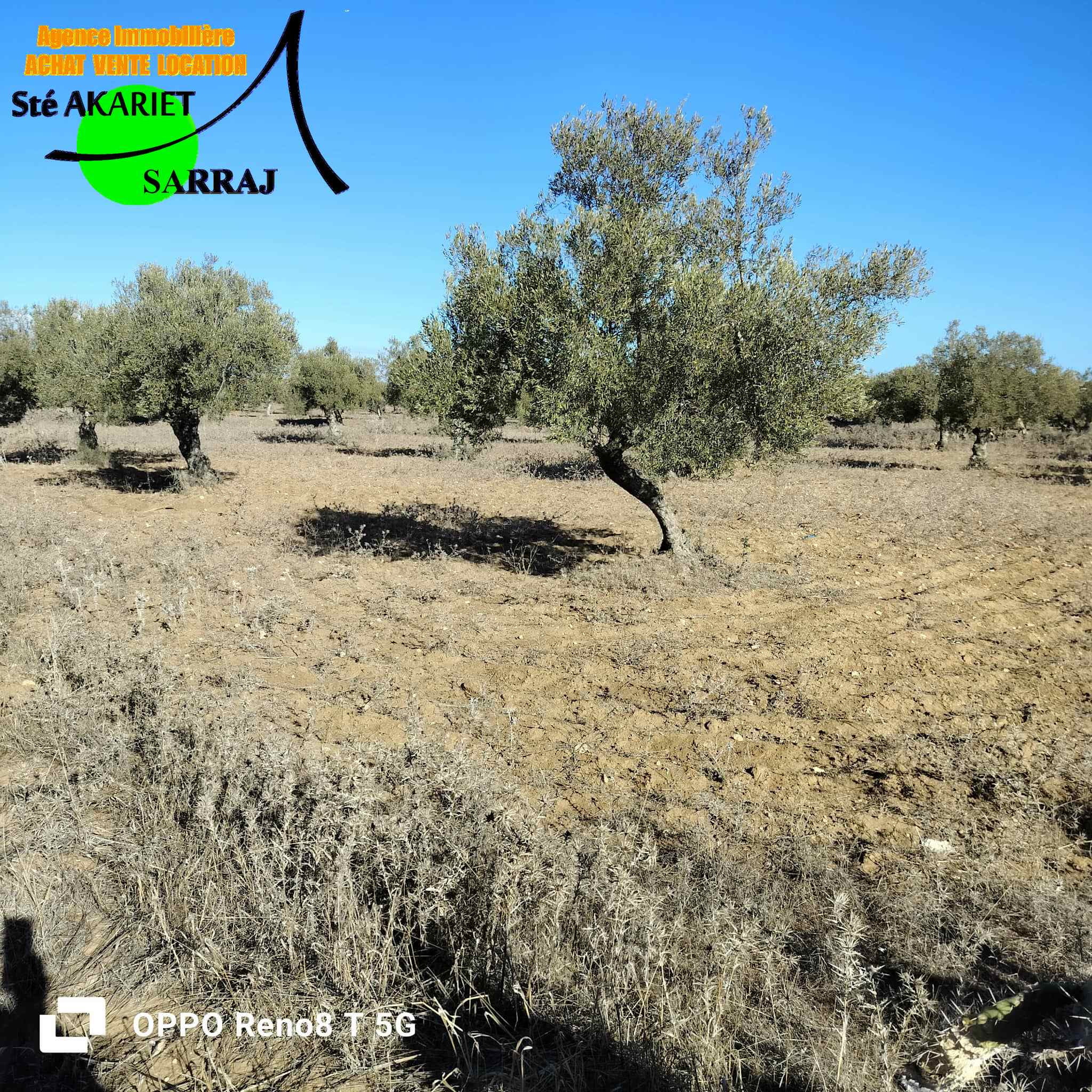 Hergla Hergla Terrain Terrain agricole Lot d'investissement 2800m derrire karting hergla