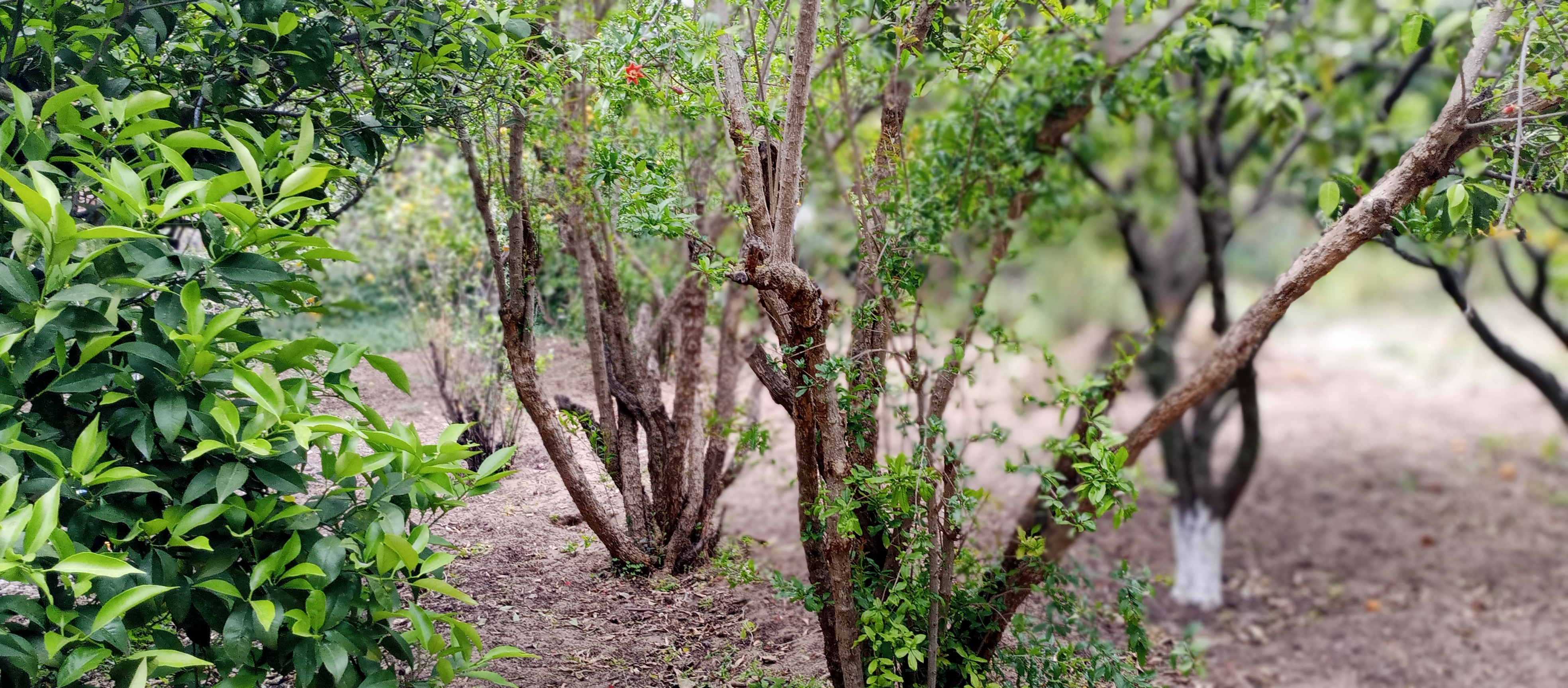 Bizerte Nord Cite El Korniche 1 Terrain Terrain agricole Terrain  la corniche