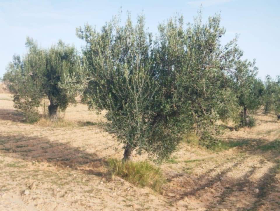 Hammam Zriba&nbsp;Bou Achir&nbsp;Terrain&nbsp;Terrain agricole&nbsp;Av terrain 9000m et 120 oliviers � zaghouan