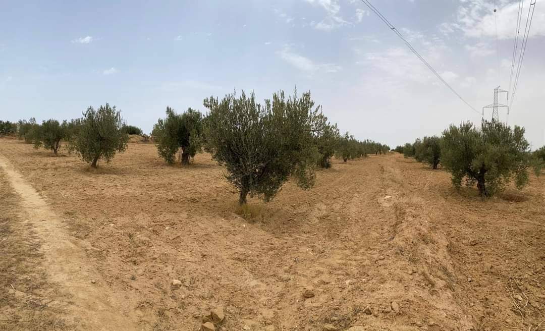Hammam Zriba&nbsp;Bou Achir&nbsp;Terrain&nbsp;Terrain agricole&nbsp;Av terrain 9000m et 120 oliviers � zaghouan