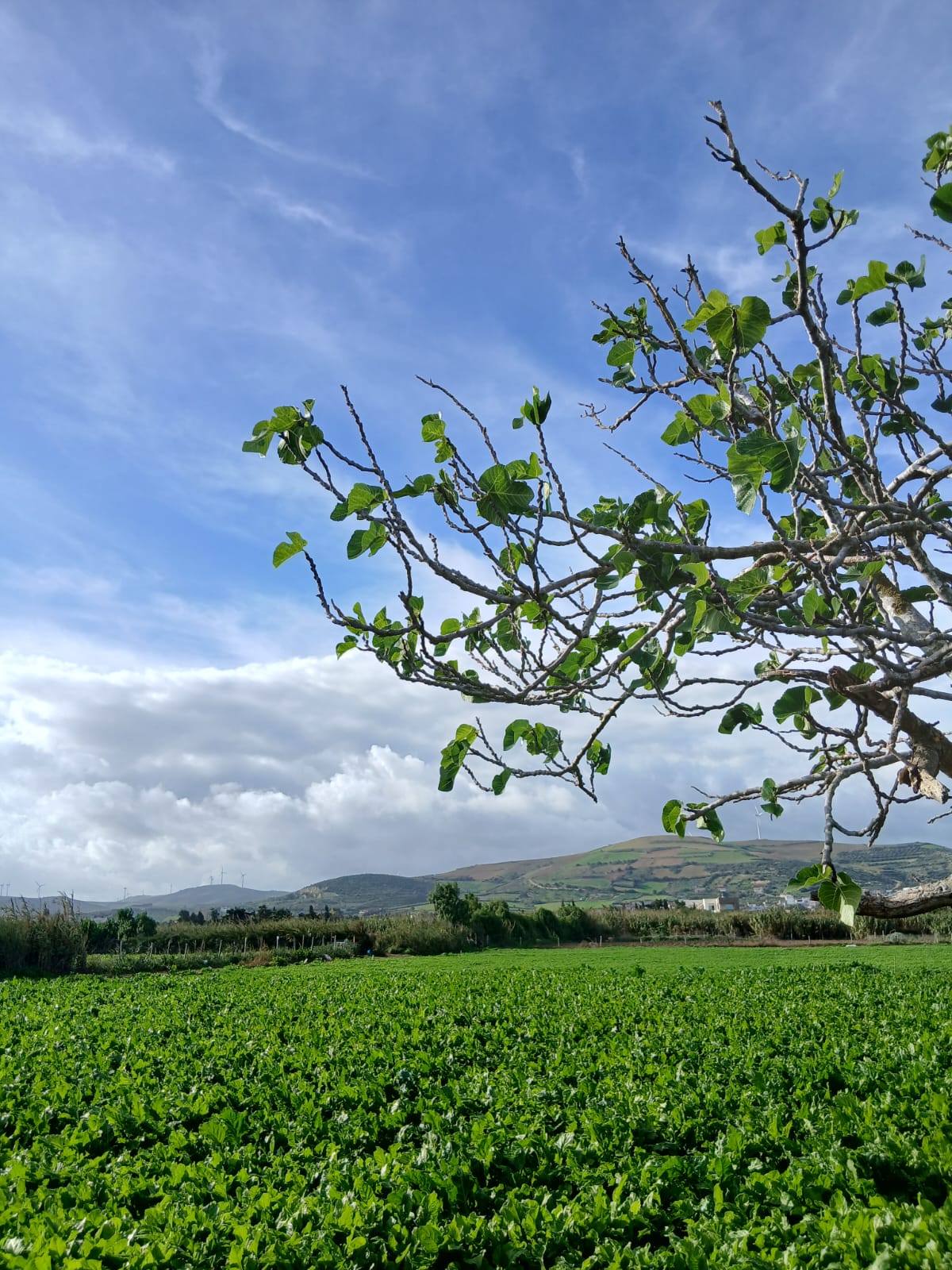 Ras Jebel&nbsp;Beni Atta&nbsp;Vente&nbsp;Maisons&nbsp;Maison s 2  terrain 310 m 2 route plage