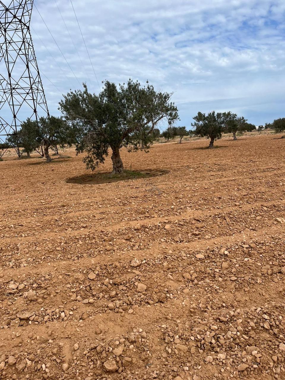 Djerba - Midoun&nbsp;Robbana&nbsp;Terrain&nbsp;Terrain agricole&nbsp;Terrain agricole a djerba sur route principale