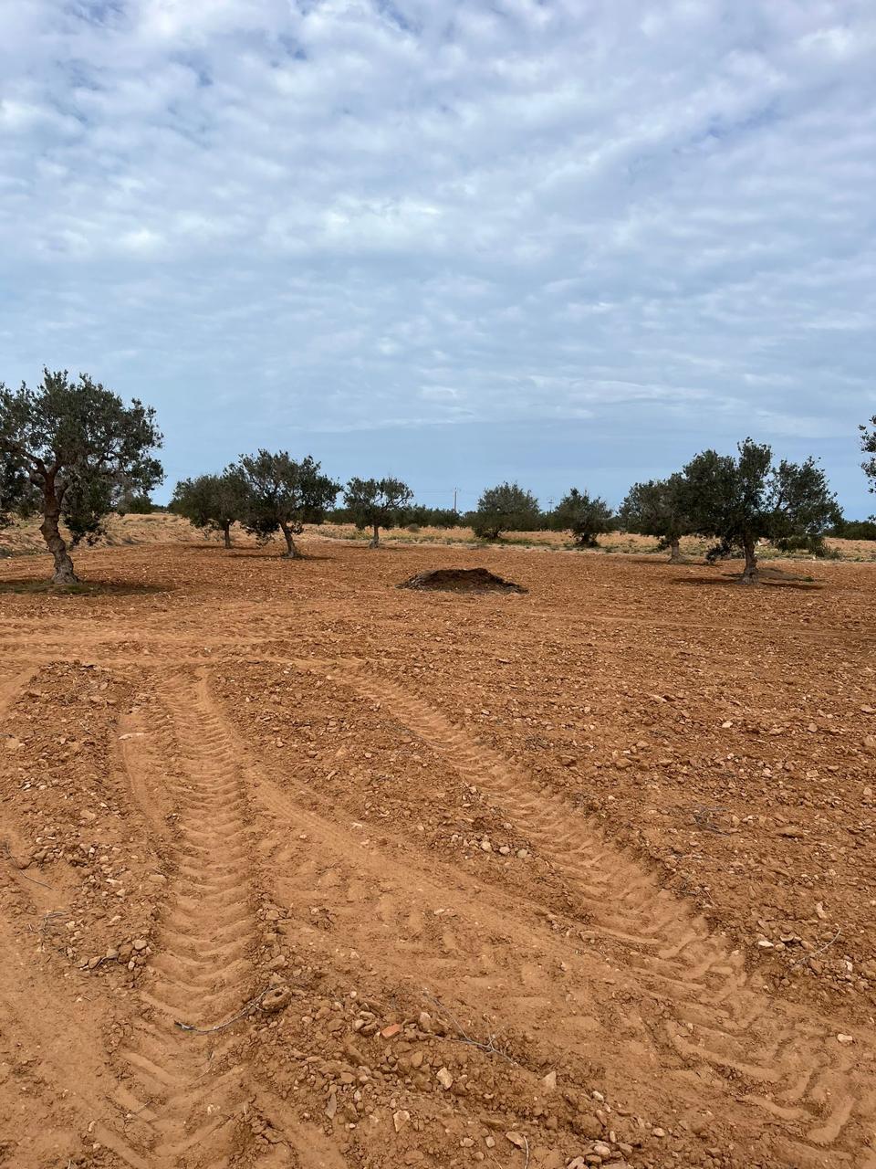 Djerba - Midoun&nbsp;Robbana&nbsp;Terrain&nbsp;Terrain agricole&nbsp;Terrain agricole a djerba sur route principale