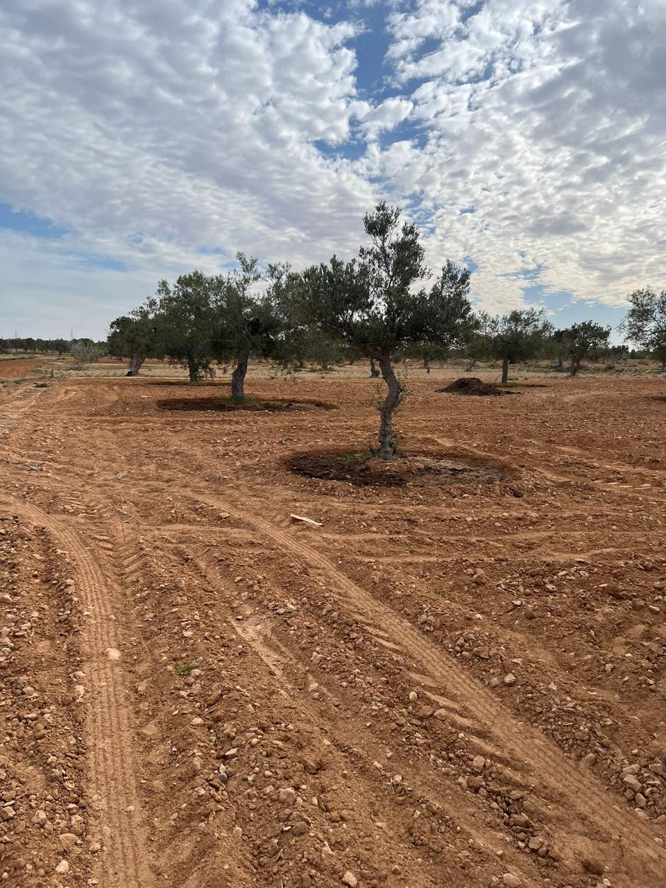 Djerba - Midoun&nbsp;Robbana&nbsp;Terrain&nbsp;Terrain agricole&nbsp;Terrain agricole a djerba sur route principale