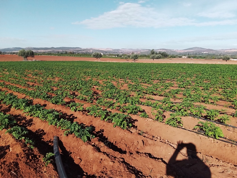 Mejez El Bab&nbsp;Sidi Mediene&nbsp;Terrain&nbsp;Terrain agricole&nbsp;Terres irrigu�es