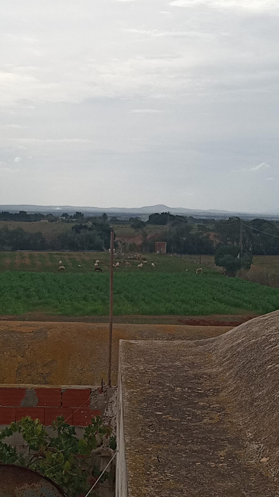 El Haouaria Cite Touristique Terrain Terrain nu Terrain  haouaria plage sud