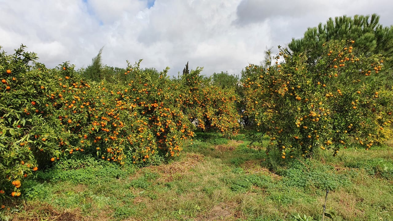 Menzel Bouzelfa Menzel Bouzelfa Vente Autre Senia agrumes de 6 hectares  menzel bouzelfa