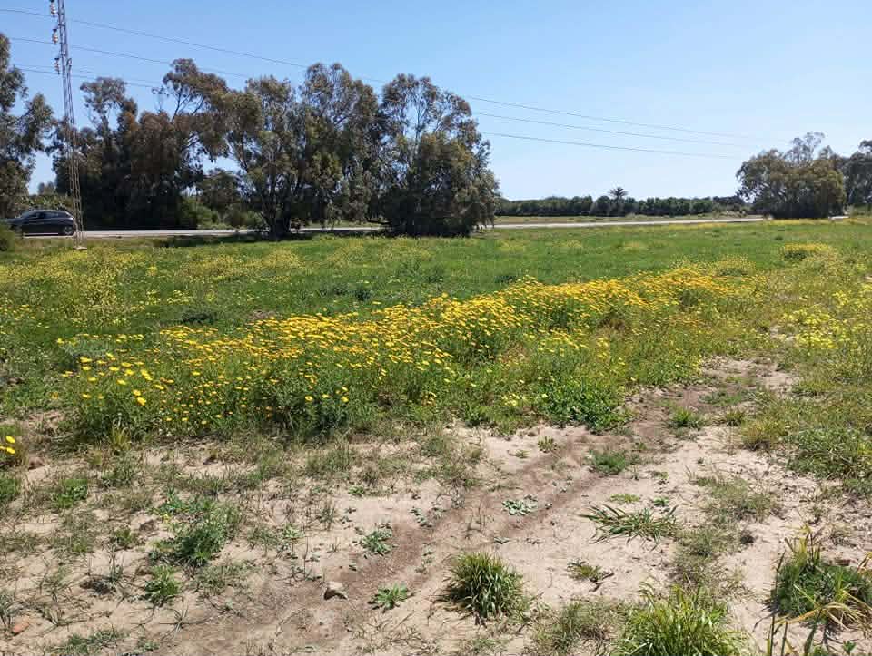 El Haouaria&nbsp;El Haouaria&nbsp;Terrain&nbsp;Terrain nu&nbsp;Des terrains a hawaria sur route principale