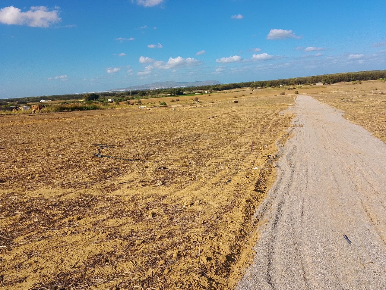 Kelibia Azmour Terrain Terrain agricole Terrain azmour