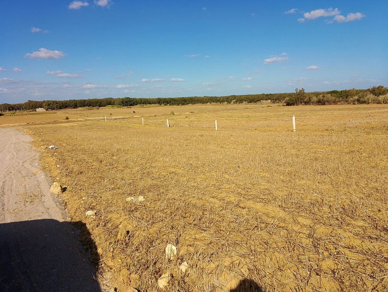 Kelibia Azmour Terrain Terrain agricole Terrain azmour kelibia