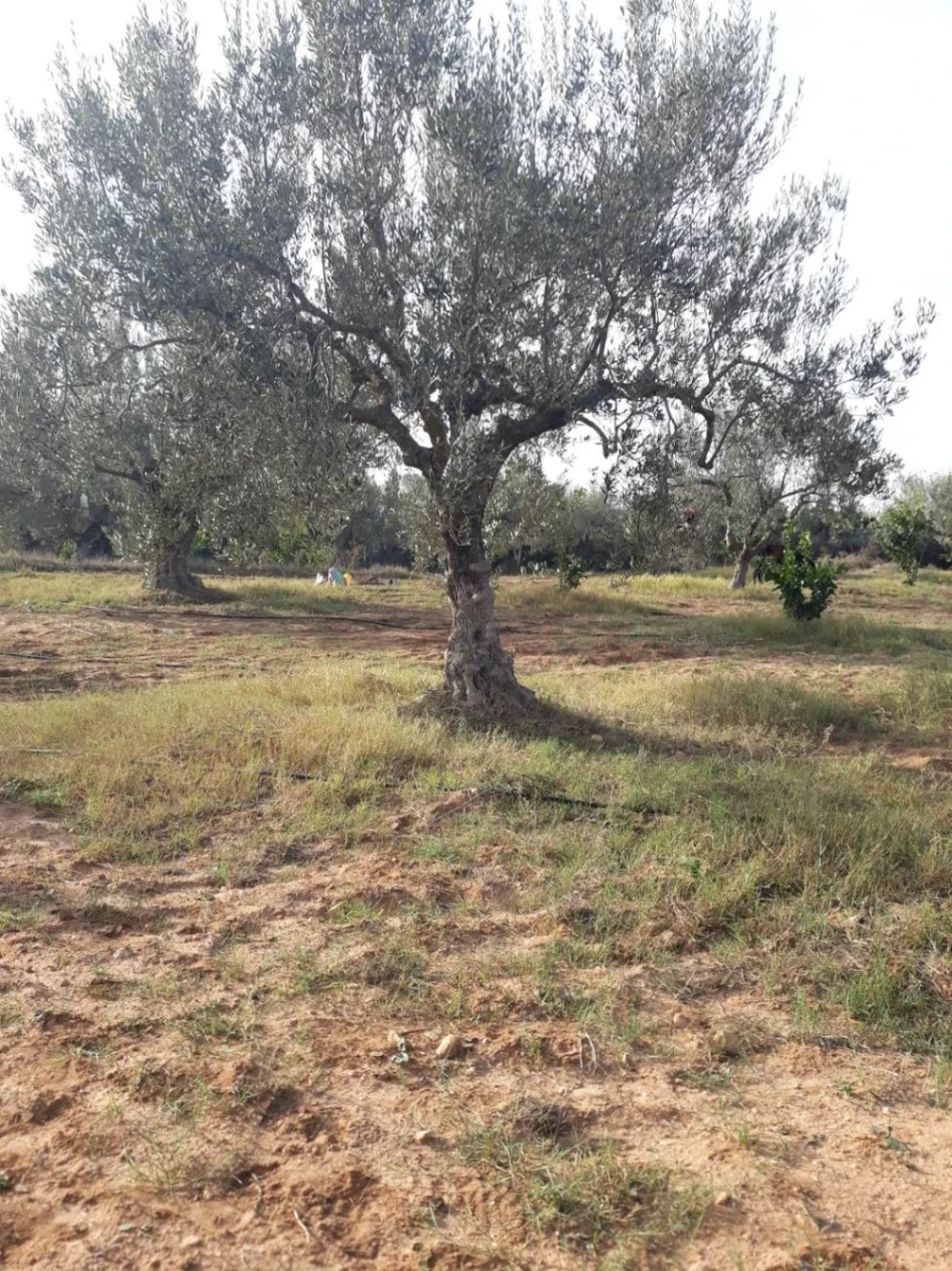 Enfidha&nbsp;Enfidha&nbsp;Terrain&nbsp;Terrain agricole&nbsp;Senia zitoun titre individuel