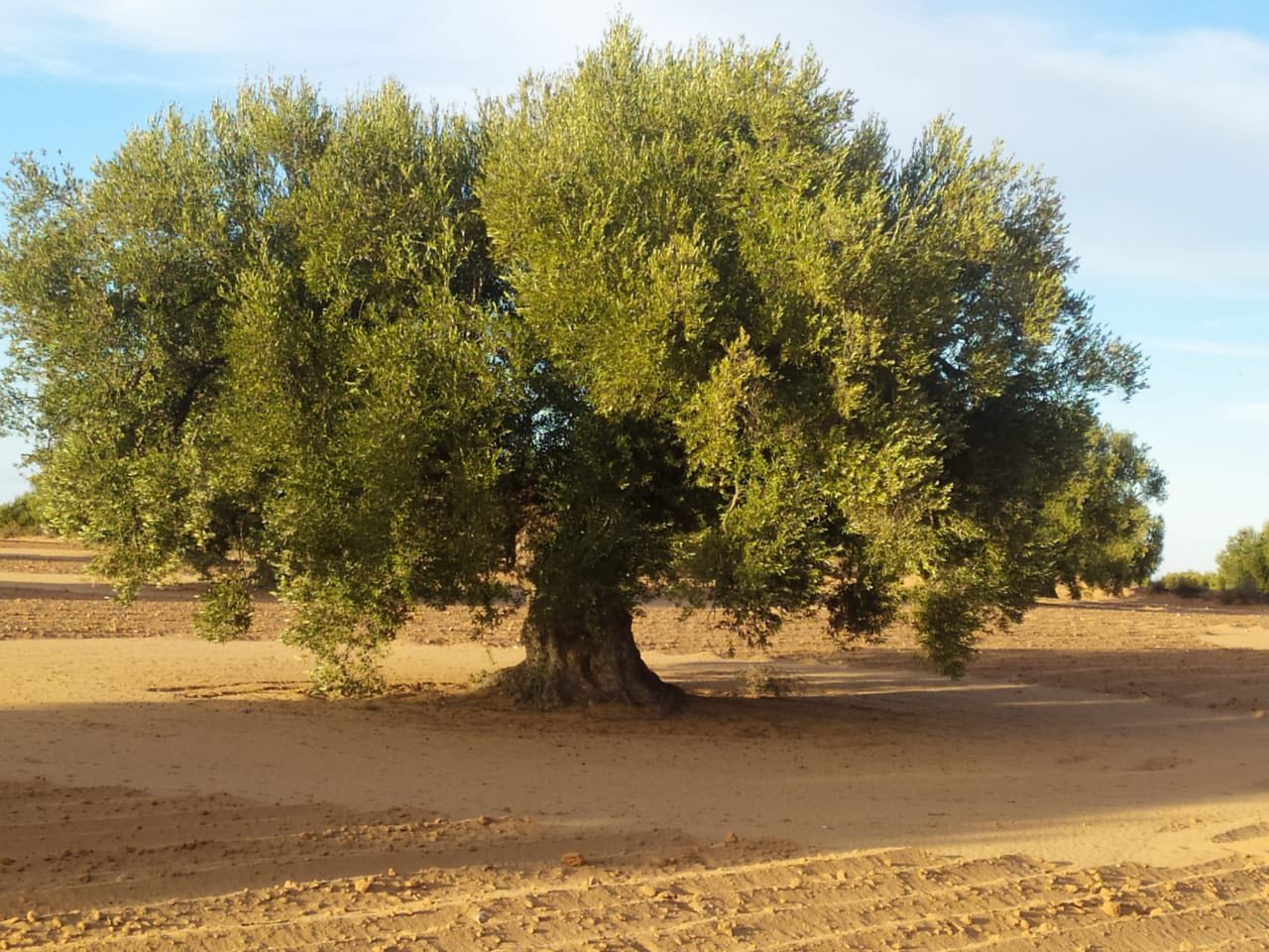 Menzel Chaker&nbsp;Menzel Hedi Chaker&nbsp;Terrain&nbsp;Terrain agricole&nbsp;Oliveraie de prestige titre foncier individuel