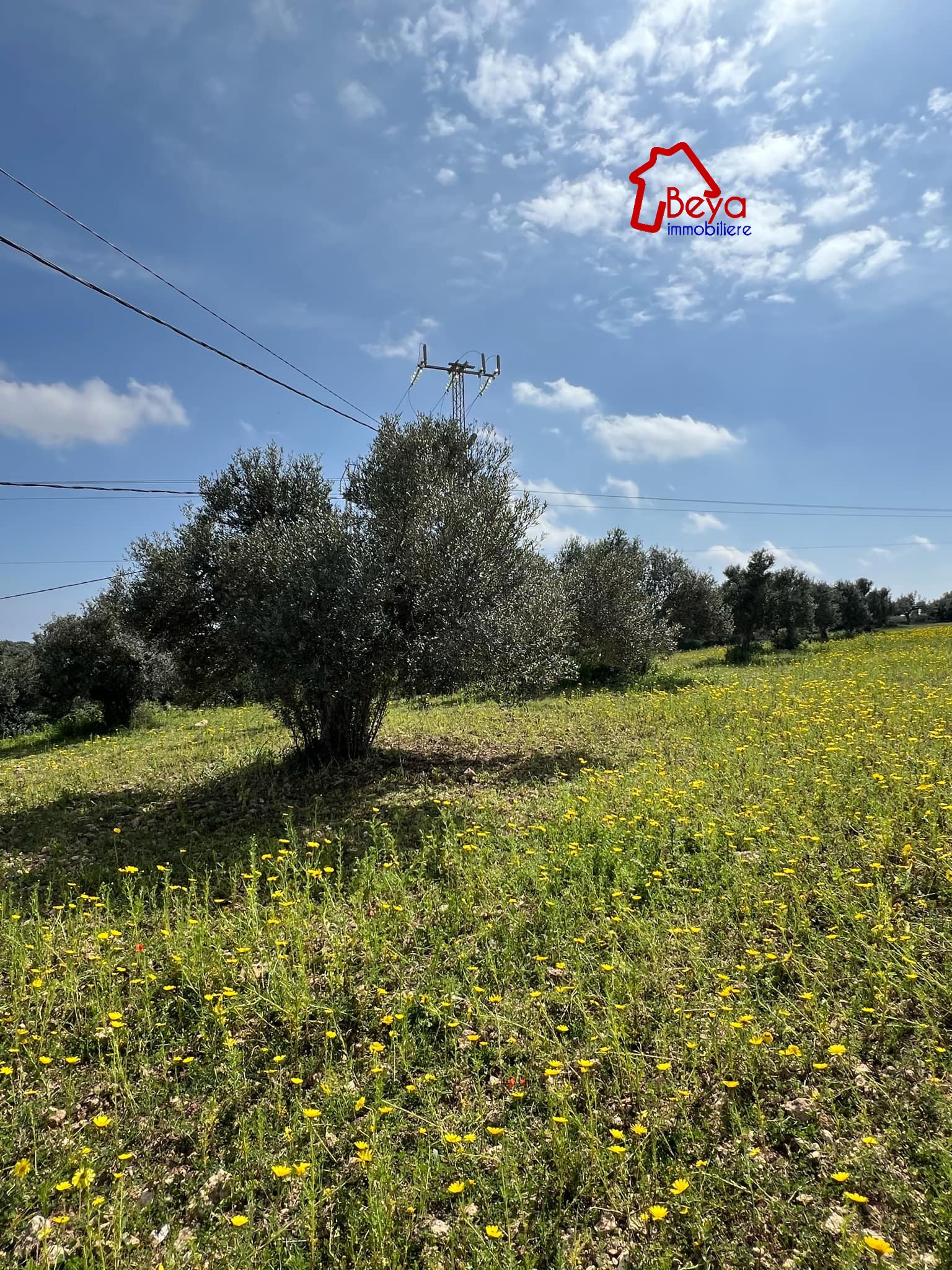 Beni Khiar&nbsp;Somaa&nbsp;Terrain&nbsp;Terrain agricole&nbsp;8000 m�tre carr� vue mer