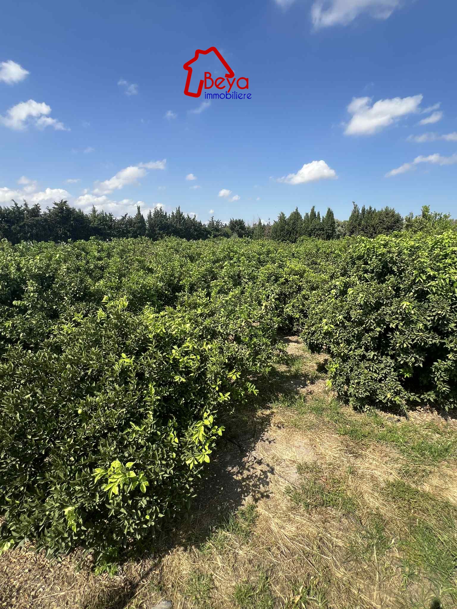 Beni Khalled&nbsp;Zaouiet Jedidi&nbsp;Terrain&nbsp;Terrain agricole&nbsp;Terrain birchka vtm075