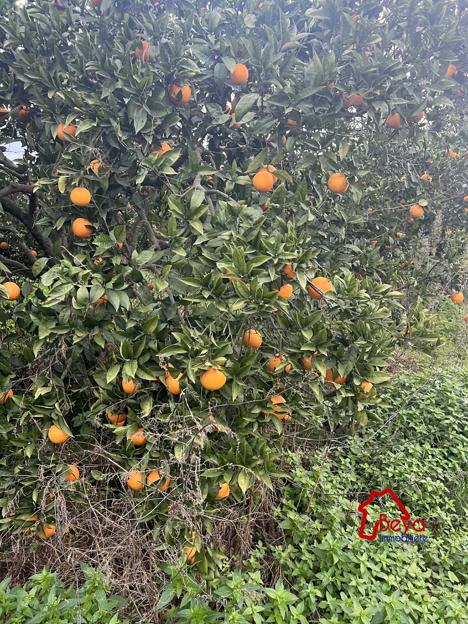 Beni Khiar&nbsp;Somaa&nbsp;Terrain&nbsp;Terrain agricole&nbsp;Terrain maroc vtm111