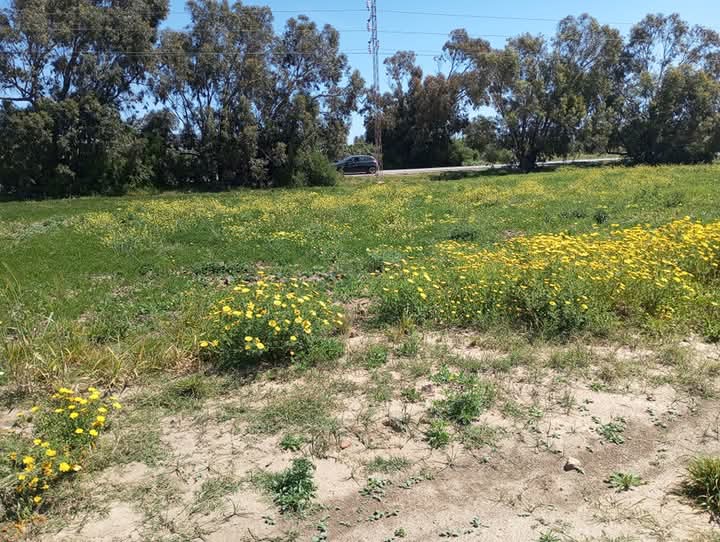 El Haouaria&nbsp;El Haouaria&nbsp;Terrain&nbsp;Terrain nu&nbsp;Terrain hawaria avec facilit� de paiement