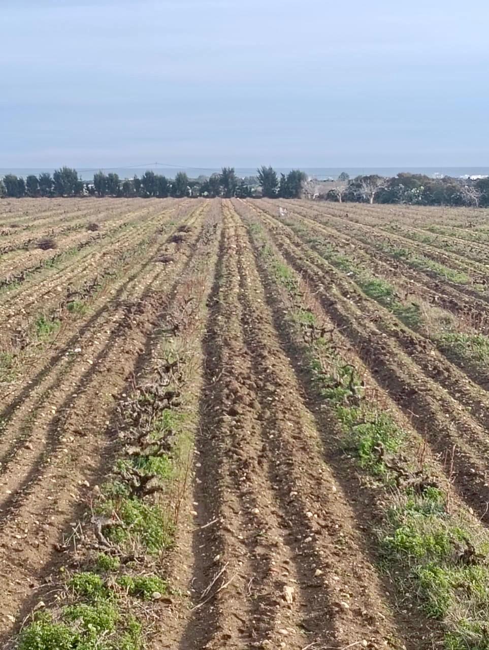 Kelibia&nbsp;Kelibia&nbsp;Terrain&nbsp;Terrain nu&nbsp;Terrain hawaria 23000