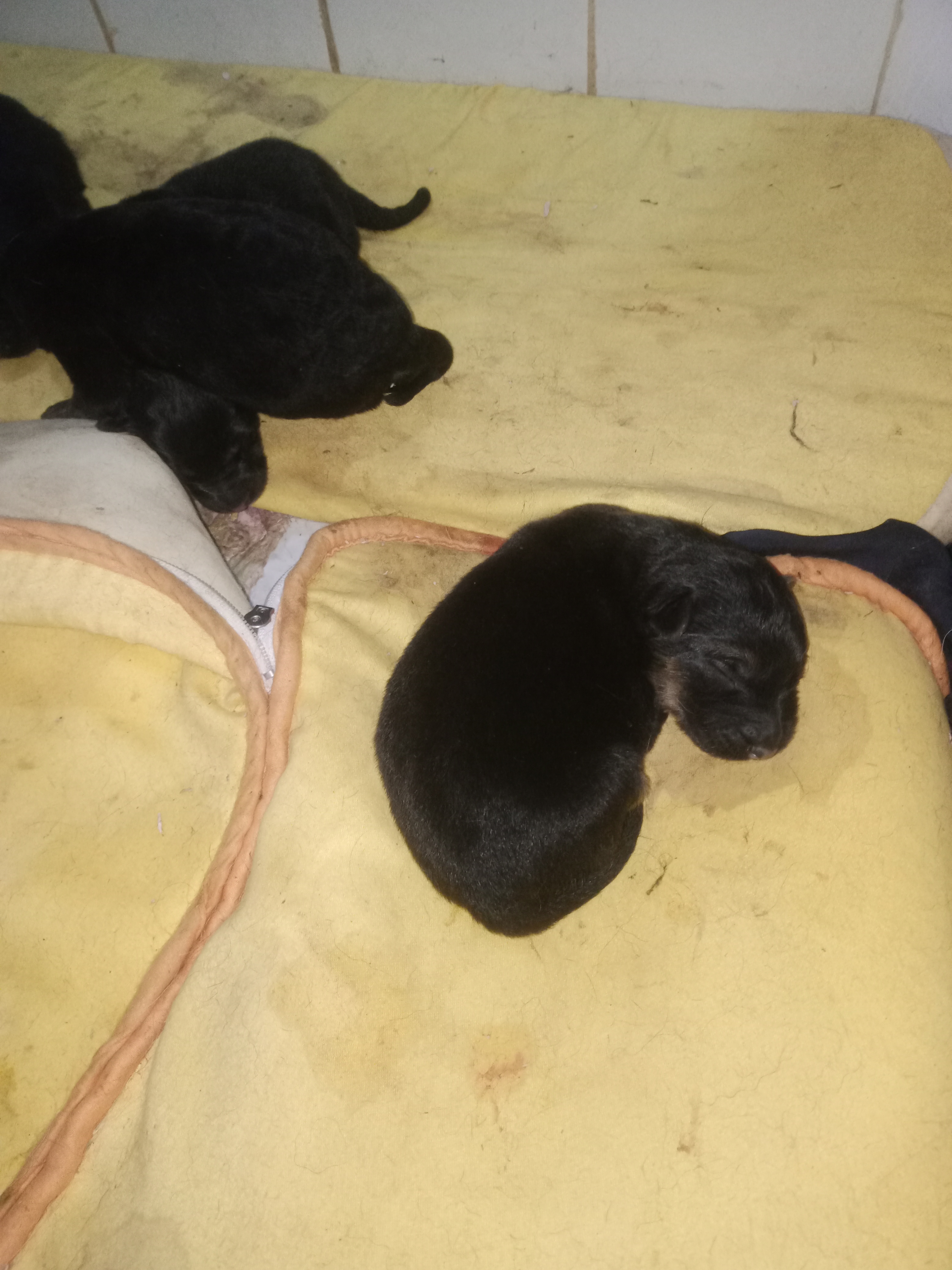 Bab Bhar&nbsp;Bab Bhar&nbsp;Chiens&nbsp;Autre&nbsp;Beau berger allemand noir