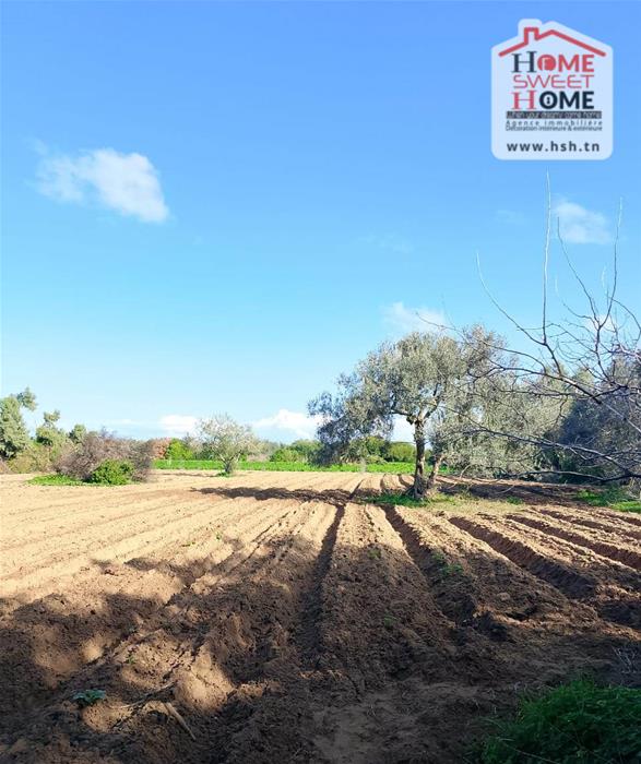 Hammam El Ghezaz&nbsp;Hammam El Ghezaz&nbsp;Terrain&nbsp;Terrain agricole&nbsp;Terrain agricole silva � hammam ghez�ze