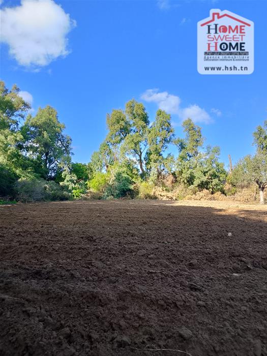 Hammam El Ghezaz&nbsp;Hammam El Ghezaz&nbsp;Terrain&nbsp;Terrain agricole&nbsp;Terrain agricole silva � hammam ghez�ze