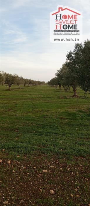 Borj El Amri&nbsp;Borj El Amri&nbsp;Terrain&nbsp;Terrain agricole&nbsp;Terrain agricole oliven � borj el amri