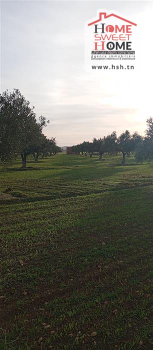 Borj El Amri&nbsp;Borj El Amri&nbsp;Terrain&nbsp;Terrain agricole&nbsp;Terrain agricole oliven � borj el amri