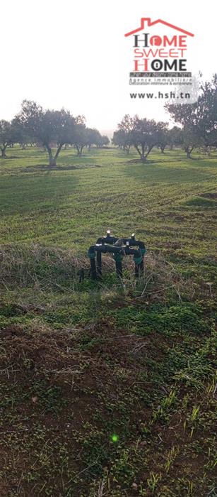 Borj El Amri&nbsp;Borj El Amri&nbsp;Terrain&nbsp;Terrain agricole&nbsp;Terrain agricole oliven � borj el amri