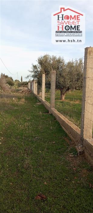 Borj El Amri&nbsp;Borj El Amri&nbsp;Terrain&nbsp;Terrain agricole&nbsp;Terrain agricole oliven � borj el amri