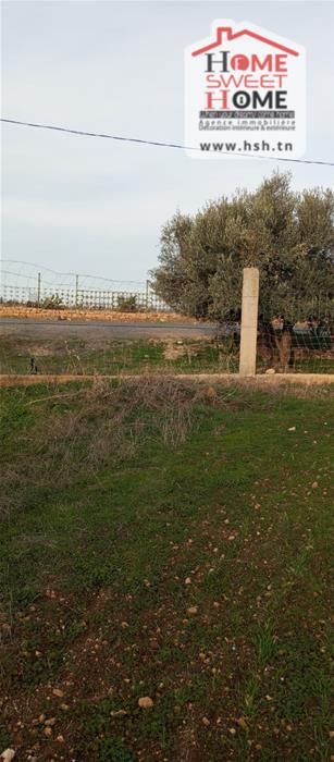 Borj El Amri&nbsp;Borj El Amri&nbsp;Terrain&nbsp;Terrain agricole&nbsp;Terrain agricole oliven � borj el amri