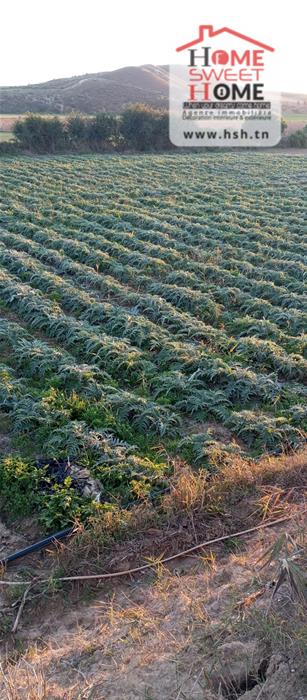 Mejez El Bab&nbsp;Mejez El Bab&nbsp;Terrain&nbsp;Terrain agricole&nbsp;Terrain agricole arvion � mjez el beb