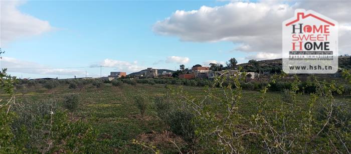 Borj El Amri&nbsp;Borj El Amri&nbsp;Terrain&nbsp;Terrain agricole&nbsp;Terrain agricole terava � borj el amri