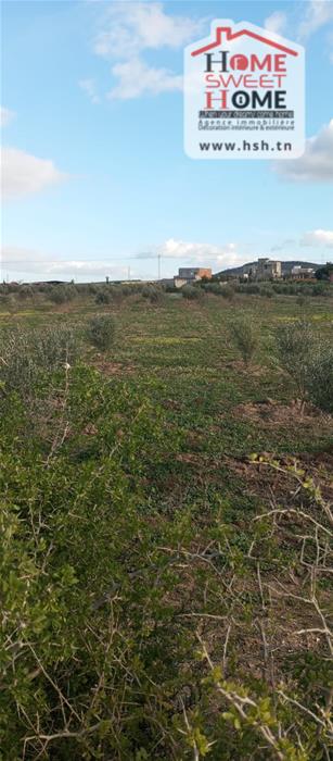 Borj El Amri&nbsp;Borj El Amri&nbsp;Terrain&nbsp;Terrain agricole&nbsp;Terrain agricole terava � borj el amri