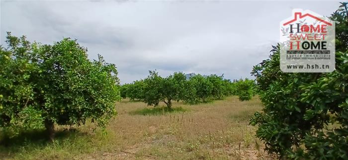 Mornag&nbsp;Mornag&nbsp;Terrain&nbsp;Terrain agricole&nbsp;Terrain agricole dalenda � mornag