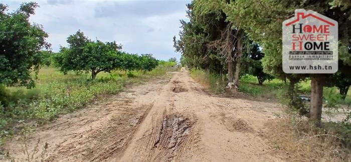 Mornag&nbsp;Mornag&nbsp;Terrain&nbsp;Terrain agricole&nbsp;Terrain agricole dalenda � mornag